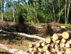 Sep 2013: 3B/3C boundary, heathland restoration